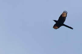 Narrow-tailed Starling