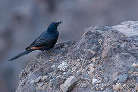 Somali Starling