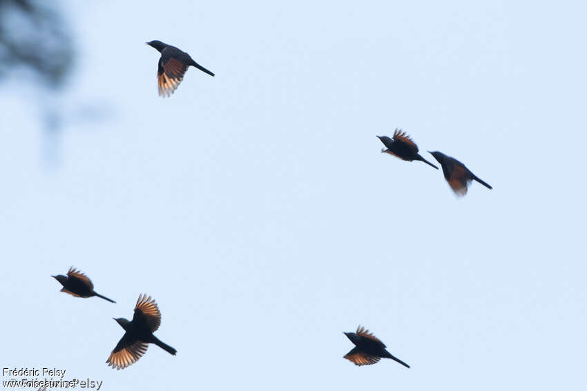 Waller's Starling, Flight