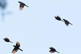 Waller's Starling