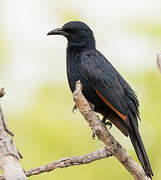 Red-winged Starling