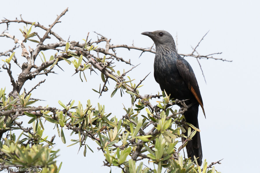 Red-winged Starling female adult