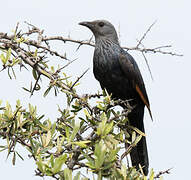 Red-winged Starling