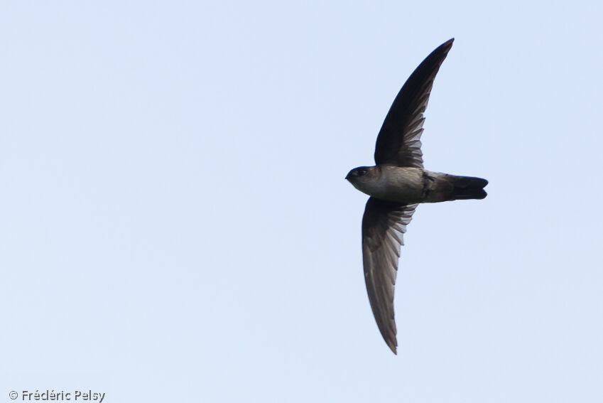 White-rumped Swiftlet