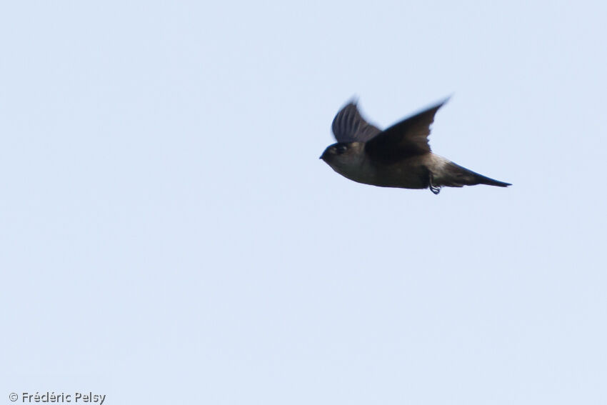 White-rumped Swiftlet