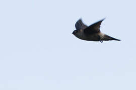 White-rumped Swiftlet