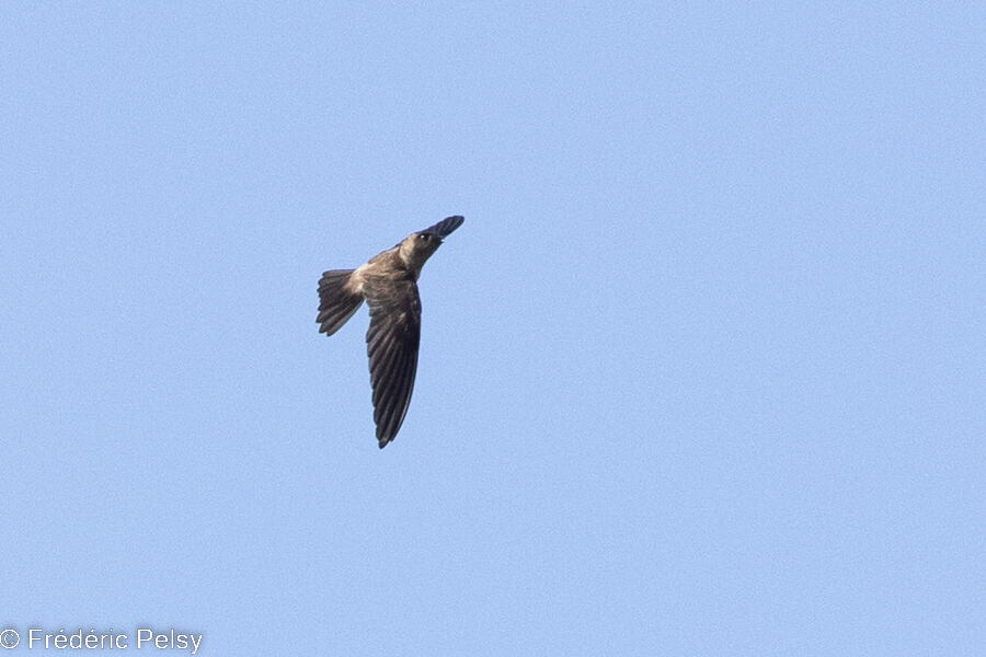 Edible-nest Swiftlet