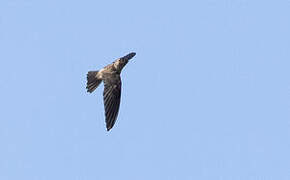 Edible-nest Swiftlet