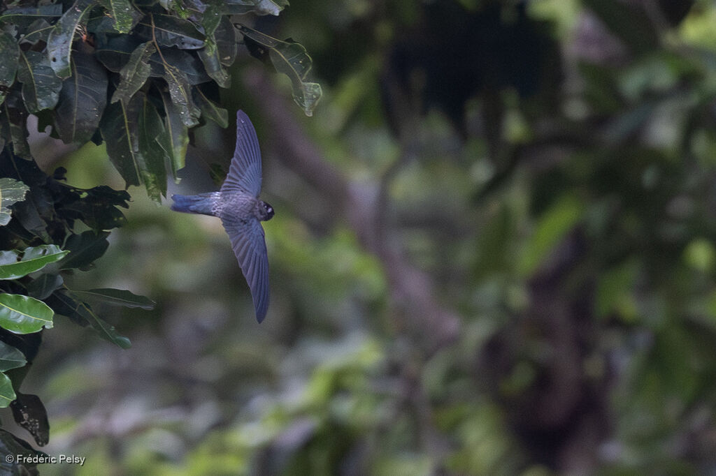 Salangane de Christmas