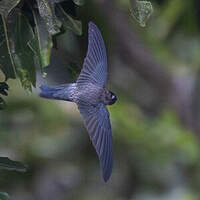 Salangane de Christmas