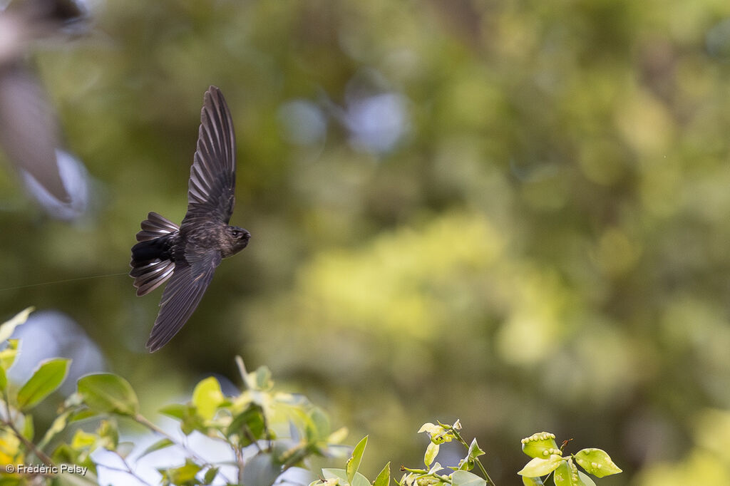 Salangane de Christmas, Vol