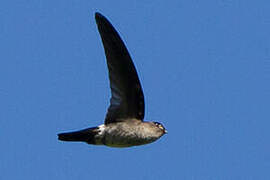 Germain's Swiftlet