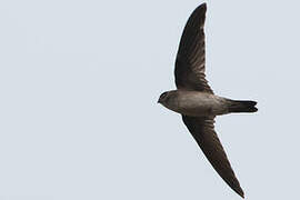 Germain's Swiftlet