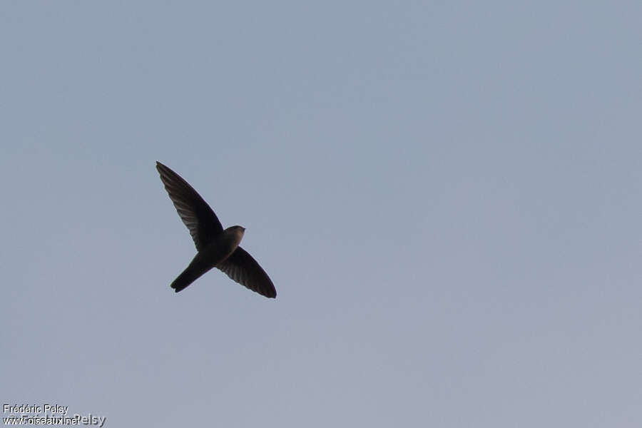 Himalayan Swiftlet, identification