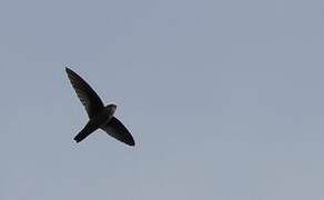 Himalayan Swiftlet