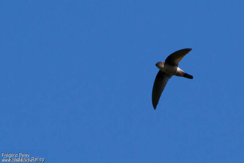 Philippine Swiftlet