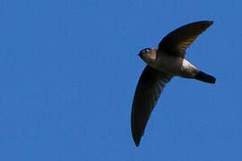 Philippine Swiftlet