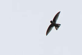 Mountain Swiftlet