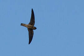 Uniform Swiftlet