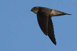 Uniform Swiftlet