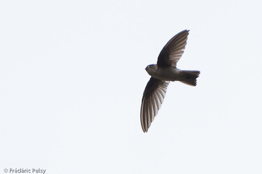 Uniform Swiftlet