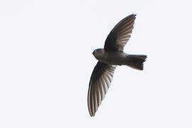 Uniform Swiftlet