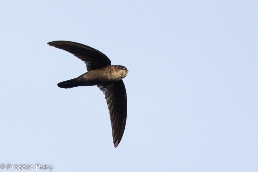 Uniform Swiftlet