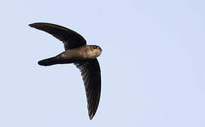 Uniform Swiftlet