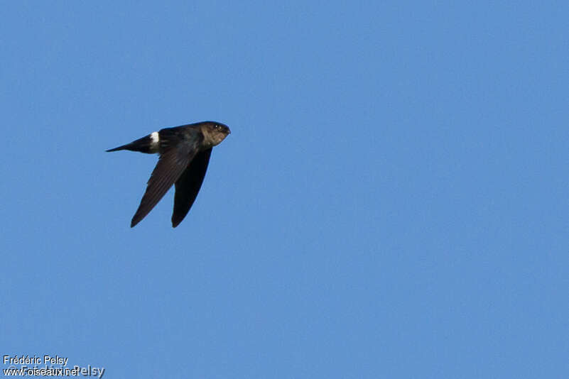 Pygmy Swiftletadult, identification