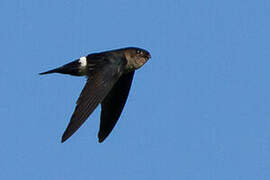 Pygmy Swiftlet