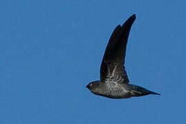 Glossy Swiftlet