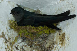 Glossy Swiftlet