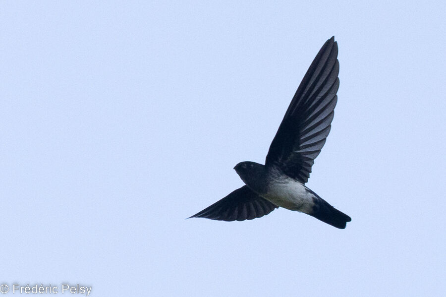 Glossy Swiftlet