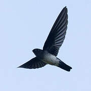 Glossy Swiftlet