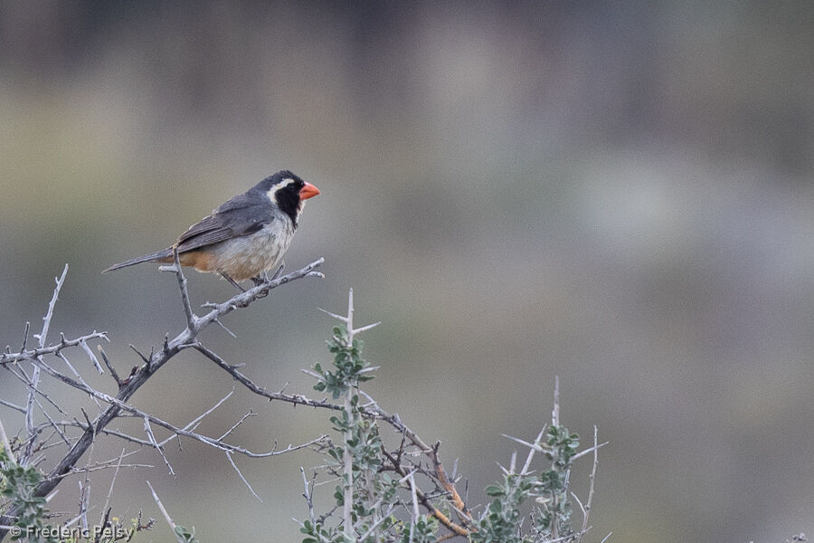 Golden-billed Saltator