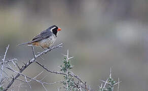 Golden-billed Saltator