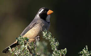 Golden-billed Saltator