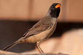 Black-throated Saltator