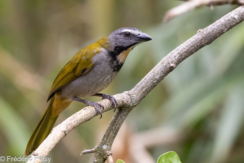 Buff-throated Saltator