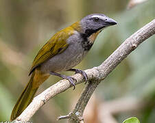 Buff-throated Saltator