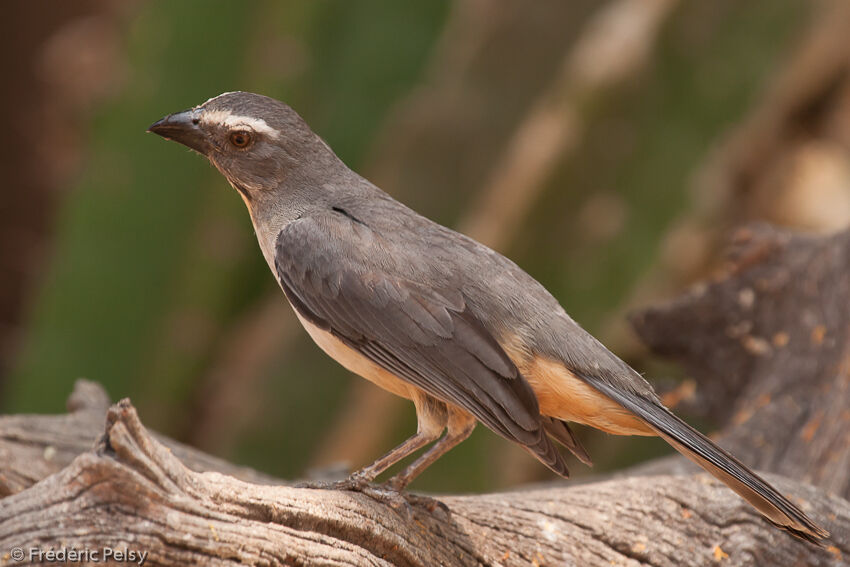 Greyish Saltator