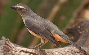 Greyish Saltator