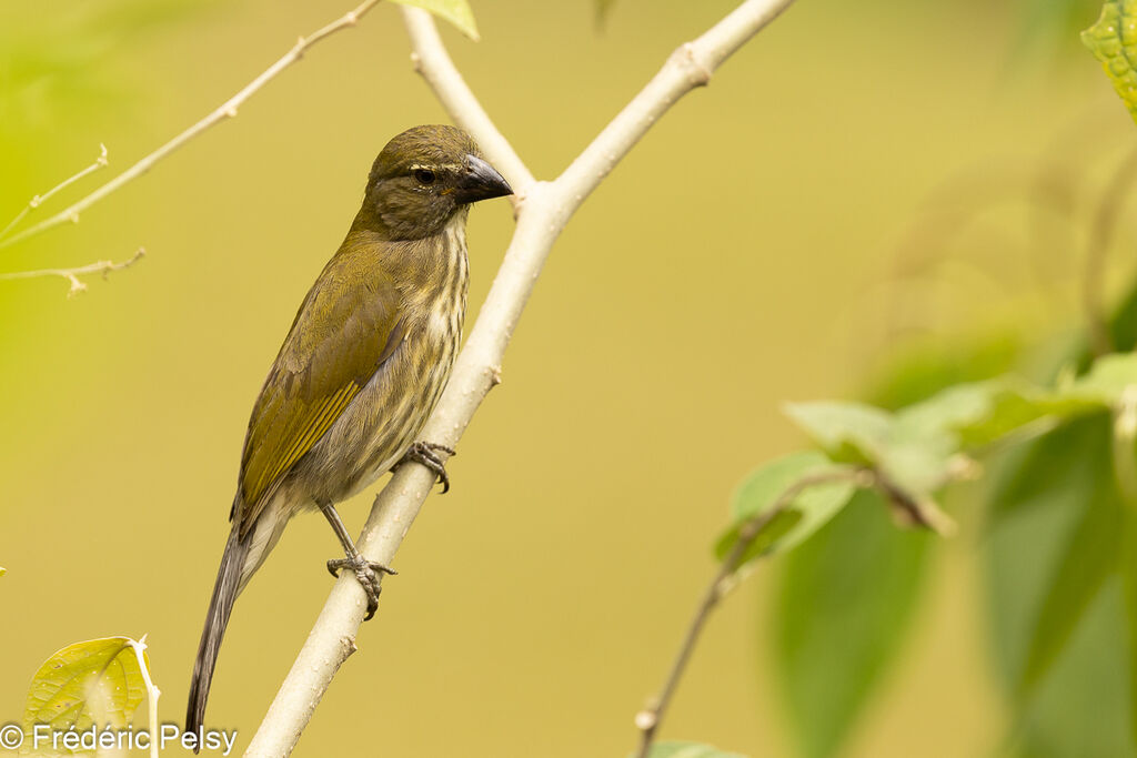 Streaked Saltator