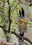 Many-colored Chaco Finch