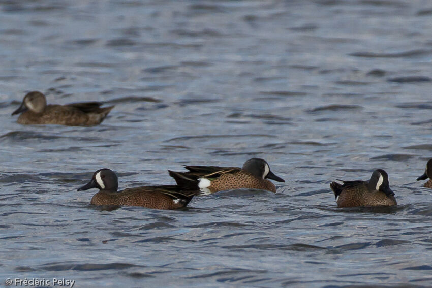 Blue-winged Teal male adult