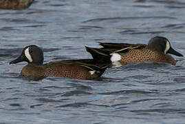 Blue-winged Teal