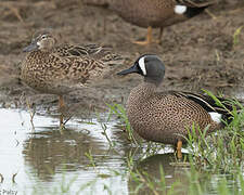 Blue-winged Teal