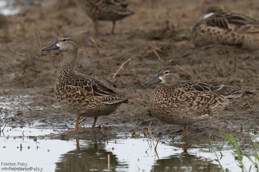 Blue-winged Teal female adult breeding, identification