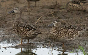 Blue-winged Teal