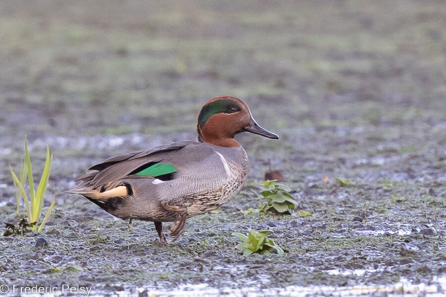 Green-winged Teal